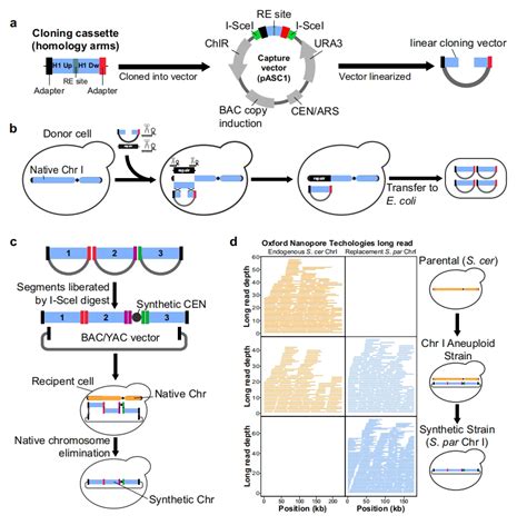 The Synthetic Yeast Genome Project Has Achieved Significant