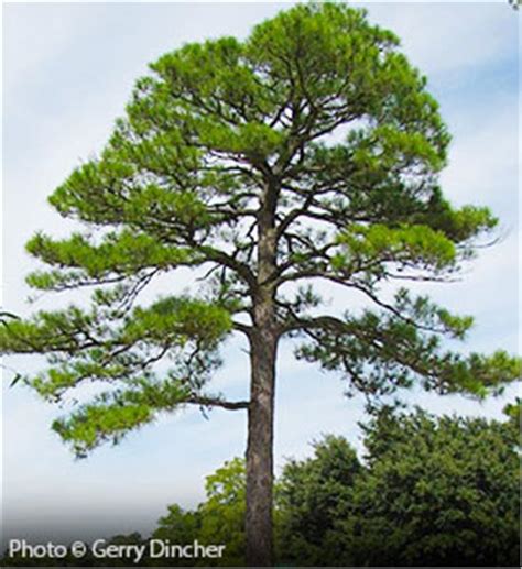 Tree Of The Week • Loblolly Pine Princeton Tree Care