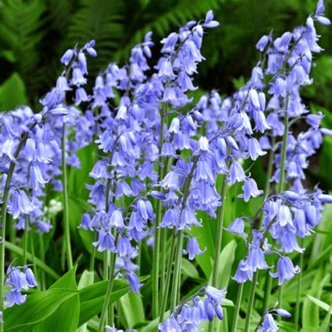 Buy Hyacinthoides Non Scripta Hispanic Bluebells Free Delivery