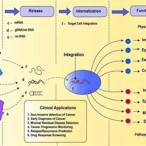 Circulating Nucleic Acids Schematic Representation Of Their Origins Download Scientific