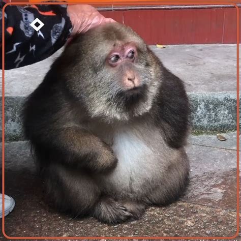 Meet Star The Tibetan Macaque At The Temple