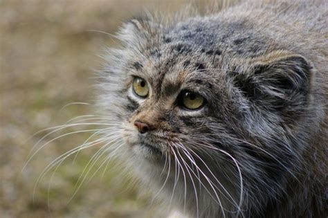18 Wild Animals in Kyrgyzstan [Wildlife in Kyrgyzstan] - Kevmrc