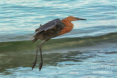 Reddish Egret Landing 1855 Photograph By Marvin Reinhart Fine Art