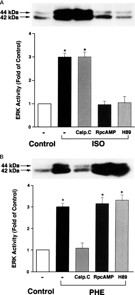 Involvement Of Pka And Pkc In Iso Or Phe Induced Activation Of Erks In