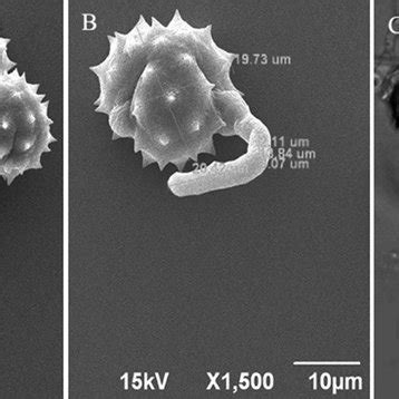 A Scanning Electron Micrography Of Flower With Pollen Grains Mature