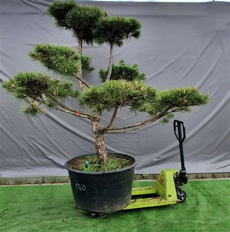 Sosna Czarna Pinus Nigra Bonsai Niwaki Gigant M Paw Owice Kup