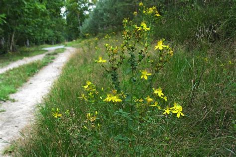 Зверобой продырявленный (Hypericum perforatum)