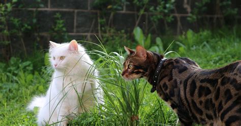 Hunderte Katzen verendet Neue tödliche Krankheit breitet sich aus