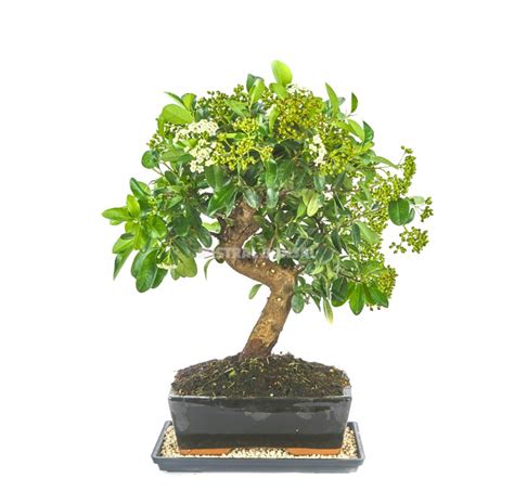 Plateaux Et Soucoupes Pour Bonsa Poterie Bonsa Mistral Bonsai