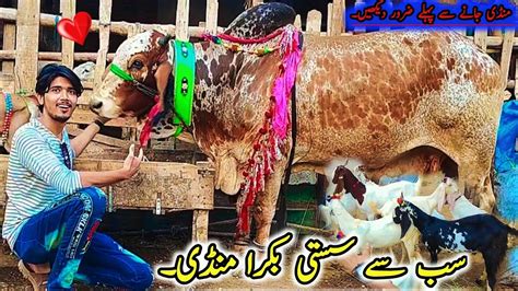 Duniya Ki Sab Se Sasti Tareen Bakra Mandi Mil Gayi Alhamdulillah