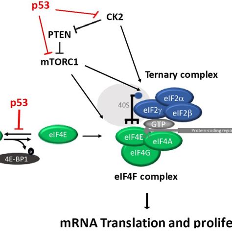 Schematic Diagram Outlining The Regulation Of Eif4f And Ternary Complex