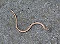Category:FFH-Gebiet Senne mit Stapelager Senne - Wikimedia Commons