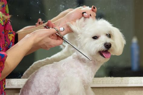 Exceptional Benefits Of Using The Mobile Pet Grooming Services Ourakcha