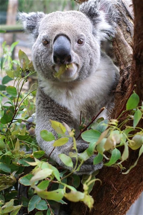 Koala Eating, free photo, #1361082 - FreeImages.com