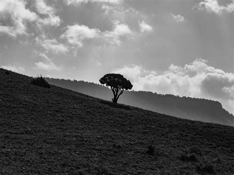 Tree of Symmetry | Smithsonian Photo Contest | Smithsonian Magazine