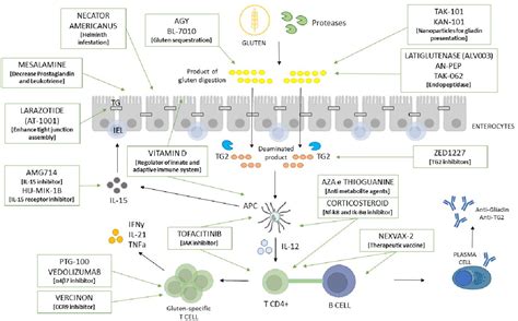 Figure From Old And New Adjunctive Therapies In Celiac Disease And