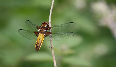 무료 이미지 자연 비행 사진술 녹색 동물 상 무척추 동물 닫다 잠자리 Damselfly 자리 잡은 매크로