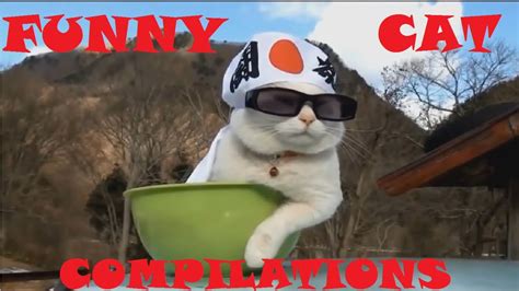 Funny Cats Compilation [must See] Funny Cat Videos Ever