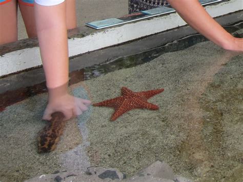panama treees punta culebra