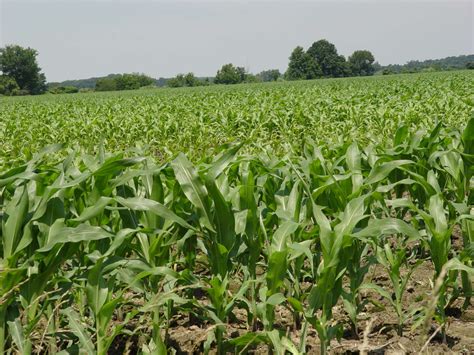 Farmland Values Continue To Skyrocket - CropLife