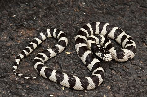 California Kingsnake Facts And Pictures