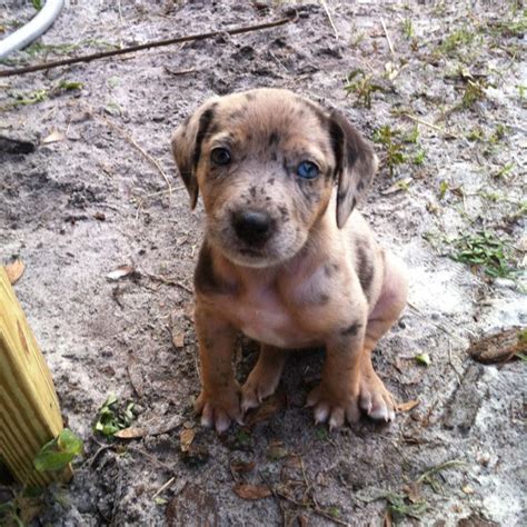 7 Weeks Cuteness Overload Critter Labrador Retriever Puppies Dogs