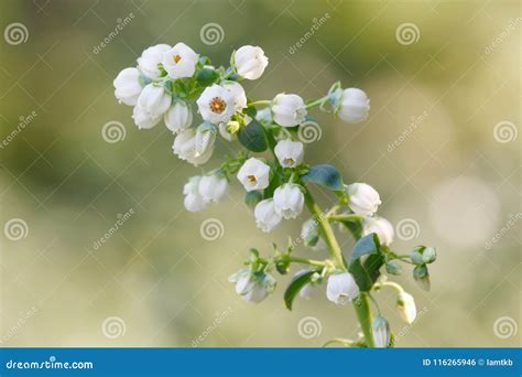 Flor Do Mirtilo Foto De Stock Imagem De Nave Flor 116265946