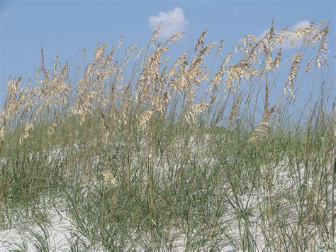 beach - Sapelo Island | Freeport bahamas, Island, Beach