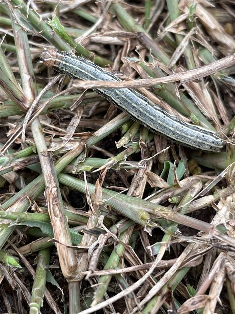 Round 3 With Armyworms Has Begun UT Crops News