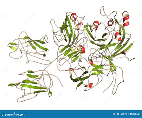 Coagulation Factor VIII FVIII Protein 3D Rendering Deficiency