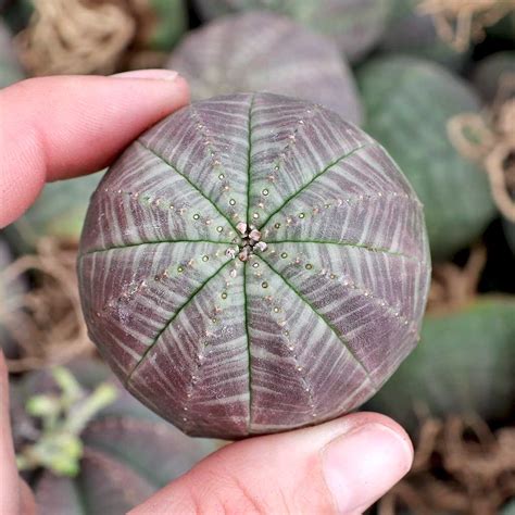 Can I Place An Order And Request Delayed Delivery Euphorbia Obesa