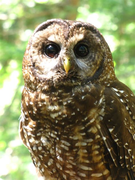 Northern Spotted Owl Spotted Owl Northern Spotted Owl Endangered Wildlife