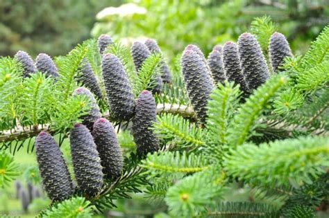 abies koreana, queen of the cones - A Way To Garden