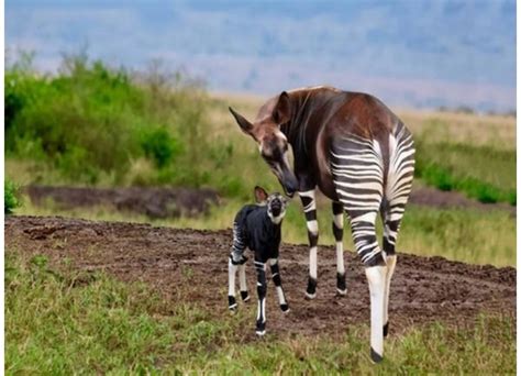 7 Things Youll Want To Know About The Elusive Okapi