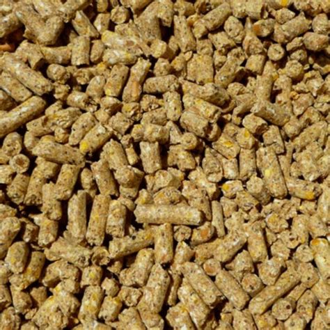 Cattle Feed Supplier, Trading Company, Cattle Feed India