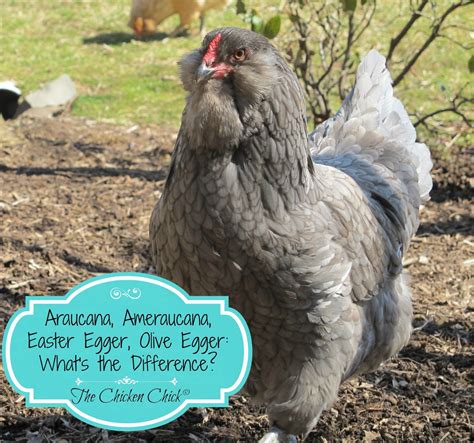 List 103 Pictures Pictures Of Easter Egger Chickens Superb