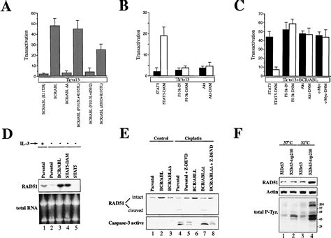 BCR ABL Regulates Mammalian RecA Homologs Resulting In Drug Resistance