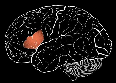 Brain’s language center has multiple roles | MIT News | Massachusetts ...