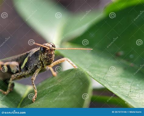 Grasshoppers Are A Group Of Insects Stock Photo Image Of Grass