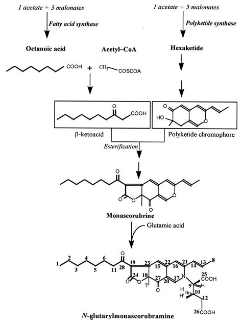 Medium Chain Fatty Acids Affect Citrinin Production In The Filamentous