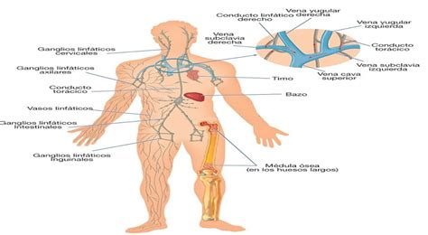 Sistema Linf Tico Qu Es Para Qu Sirve Y Cu Les Son Sus Funciones