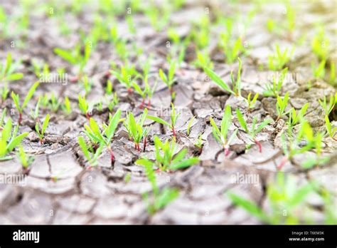 Plantas De Tierra Seca Fotos E Im Genes De Stock Alamy