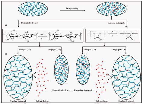 Polymers Free Full Text Ph Sensitive Hydrogels In Drug Delivery Brief History Properties