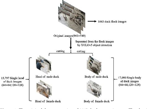 Figure 13 From A Two Stage Method To Detect The Sex Ratio Of Hemp Ducks