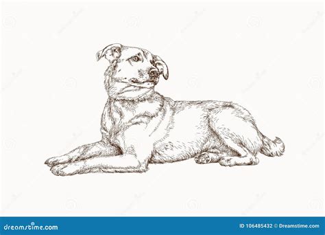 Hand Drawn Street Dog Stock Vector Illustration Of Illustrations