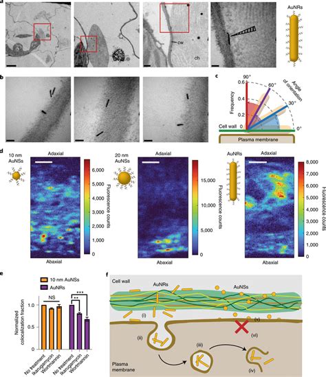 TEM and μXRF imaging of DNA AuNP treated N benthamiana leaves and