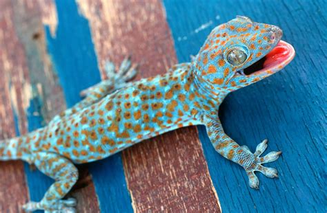 What Do Tokay Geckos Eat