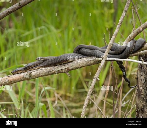 Lake Erie Water Snake In The Mating Ball Nerodia Sipedon Insularum