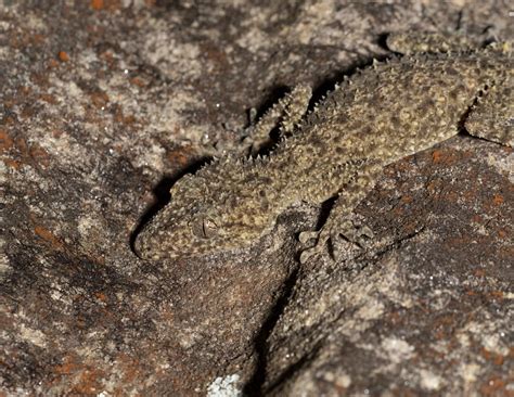 Lou191122pp2 Broad Tailed Gecko Phyllurus Platurus Louis Petrucco