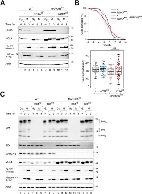 March Regulates Mitotic Apoptosis Independently On Noxa Bim And Bid